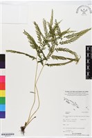 登錄號:BP02479藏品圖，第1張