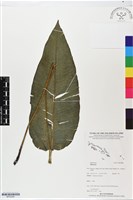 登錄號:BP02480藏品圖，第1張