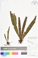 登錄號:BP02482藏品圖，第1張