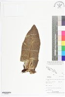 登錄號:BP02483藏品圖，第1張