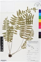 登錄號:BP02484藏品圖，第1張