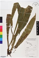 登錄號:BP02485藏品圖，第1張