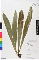 登錄號:BP02487藏品圖，第1張