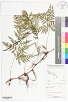 登錄號:BP02489藏品圖，第1張