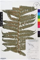 登錄號:BP02490藏品圖，第1張