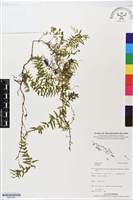 登錄號:BP02494藏品圖，第1張