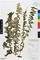 登錄號:BP02495藏品圖，第1張