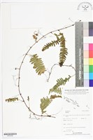 登錄號:BP02496藏品圖，第1張