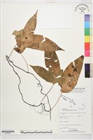 登錄號:BP02497藏品圖，第1張