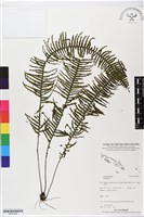 登錄號:BP02498藏品圖，第1張