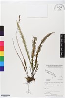 登錄號:BP02499藏品圖，第1張