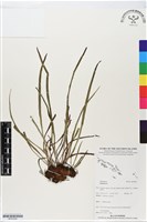 登錄號:BP02500藏品圖，第1張