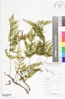 登錄號:BP02501藏品圖，第1張