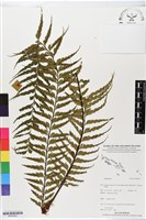 登錄號:BP02502藏品圖，第1張