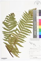 登錄號:BP02503藏品圖，第1張