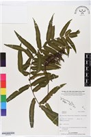 登錄號:BP02504藏品圖，第1張