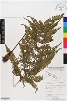 登錄號:BP02506藏品圖，第1張