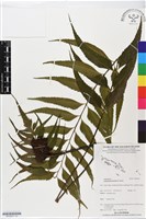 革葉鐵角蕨藏品圖，第1張