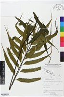 革葉鐵角蕨藏品圖，第2張