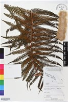 登錄號:BP02508藏品圖，第1張