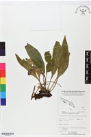 登錄號:BP02509藏品圖，第1張