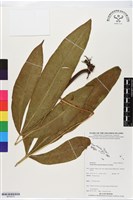 登錄號:BP02512藏品圖，第1張