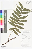 登錄號:BP02513藏品圖，第1張