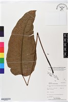 登錄號:BP02514藏品圖，第1張