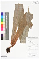 登錄號:BP02515藏品圖，第1張