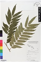 登錄號:BP02516藏品圖，第1張