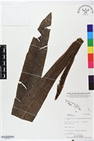 臺灣山蘇花藏品圖，第1張