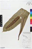 臺灣山蘇花藏品圖，第1張