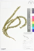 登錄號:BP02520藏品圖，第1張