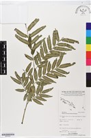 登錄號:BP02521藏品圖，第1張