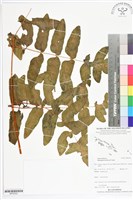 登錄號:BP02522藏品圖，第1張