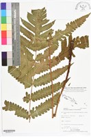 登錄號:BP02524藏品圖，第1張