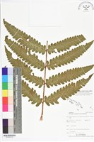 登錄號:BP02524藏品圖，第2張