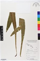 登錄號:BP02525藏品圖，第1張