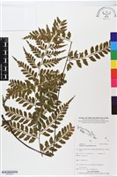 大羽鐵角蕨藏品圖，第1張