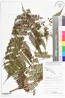 登錄號:BP02529藏品圖，第1張