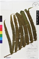 登錄號:BP02530藏品圖，第2張