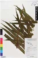 登錄號:BP02530藏品圖，第3張