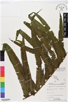 登錄號:BP02530藏品圖，第4張