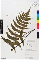 革葉鐵角蕨藏品圖，第1張