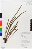 登錄號:BP02533藏品圖，第1張