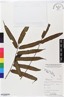 登錄號:BP02534藏品圖，第1張