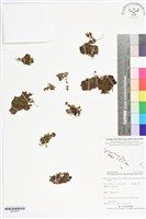 短柄單葉假脈蕨藏品圖，第1張