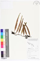 抱樹石葦藏品圖，第1張