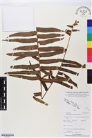 毛葉腎蕨藏品圖，第1張