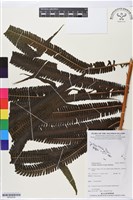 登錄號:BP02539藏品圖，第1張